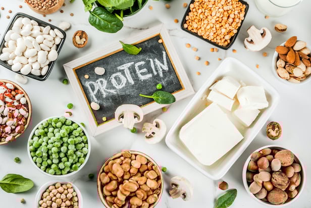 Protein végétale